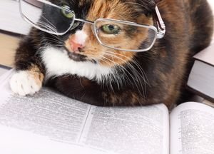 Яка порода кішок найрозумніша, хто розумніший: кіт або кішка?