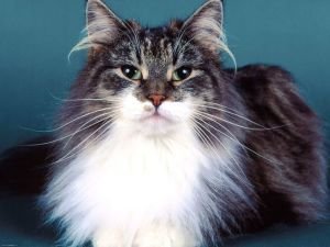 Сибірська кішка: характер, опис породи, відгуки власників