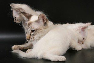 Балинез (балійська, балінезійська кішка): характер, стандарт, відгуки, фото кошенят і котів