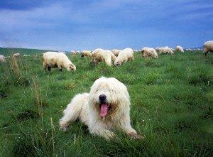 Все про вівчарок: характер цуценят, розміри собак, тривалість життя, лінії породи