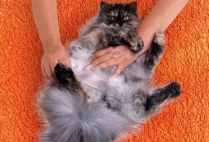 Засоби догляду за довгою шерстю кішок: вибираємо підходящий шампунь