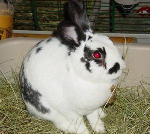 Декоративні карликові кролики: описи порід, ціни, відео