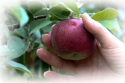 Коли знімати зимові яблука на зберігання – порада досвідченого фахівця