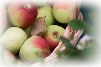 Коли знімати зимові яблука на зберігання – порада досвідченого фахівця