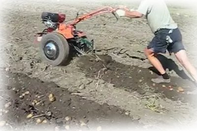 Як копати картоплю мотоблоком