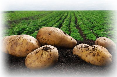 Як зберігати картоплю після викопування