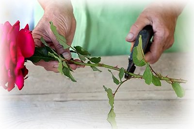 Догляд за трояндами влітку: обрізка, підживлення, і їх розмноження