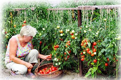 Як правильно поливати помідори у відкритому грунті