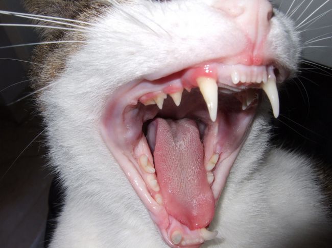 Гінгівіт у кішок. 10 причин запалення ясен у кішок