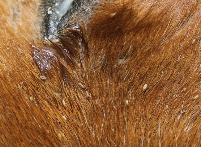 Волосоїди у кішок: чи Небезпечні для дітей, як лікувати