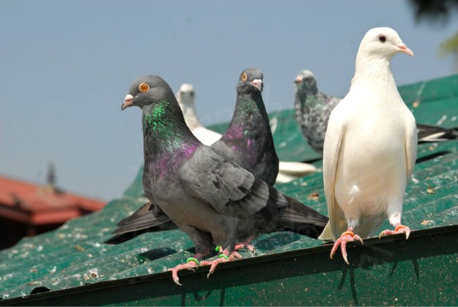 Як позбутися від голубів на балконі своїми руками