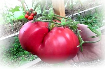 Кращі насіння помідорів для теплиць – відгуки городників