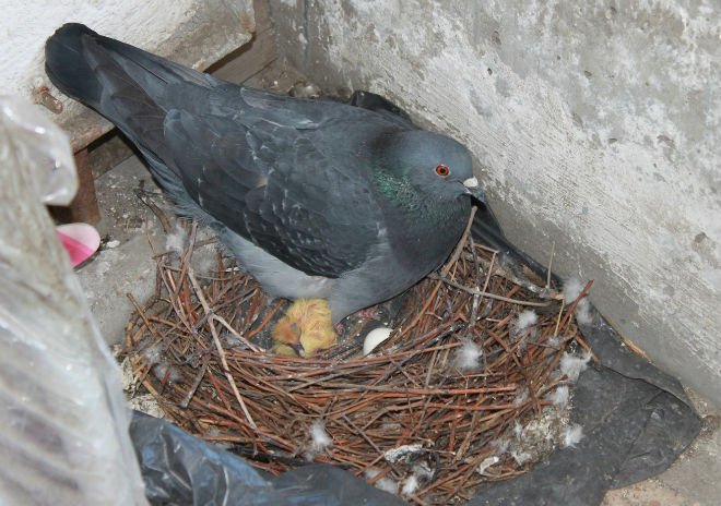 Пташеня голуба: як виглядає, чим годувати, де їх тримають голуби