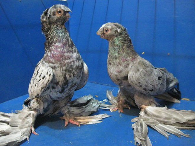 Узбецькі бойные голуби: види, екстерєр породи