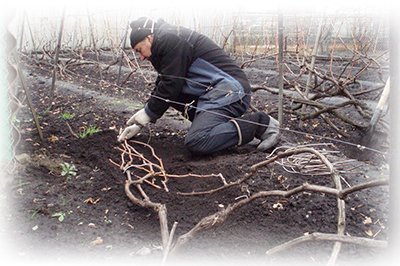 Як укрити виноград на зиму в Україні