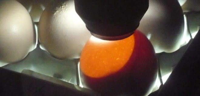Овоскопирование гусячих яєць в домашніх умовах
