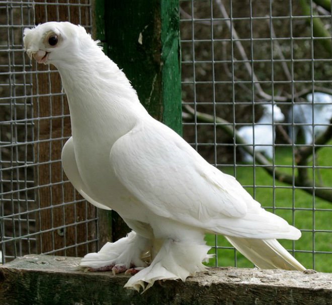 Узбецькі бойные голуби: види, екстерєр породи