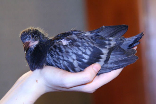 Пташеня голуба: як виглядає, чим годувати, де їх тримають голуби