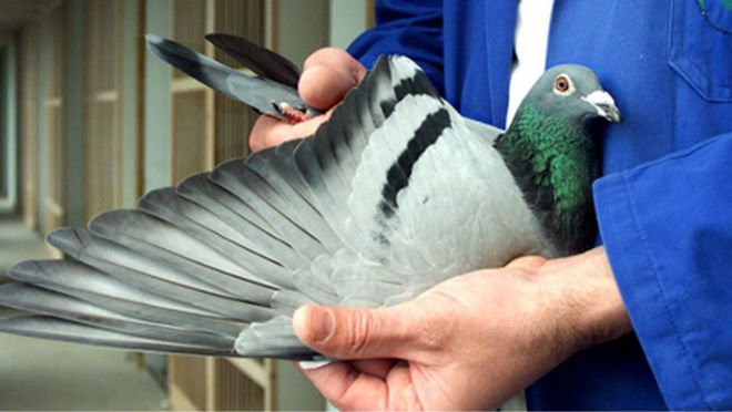 Зміст і розведення голубів в домашніх умовах