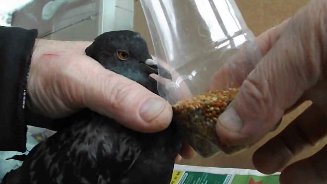 Вертячка у голубів: лікування хвороби, чим вона небезпечна
