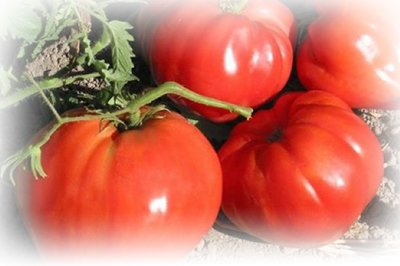 Кращі насіння помідорів для теплиць – відгуки городників