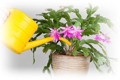 Квітка декабрист – як доглядати в домашніх умовах