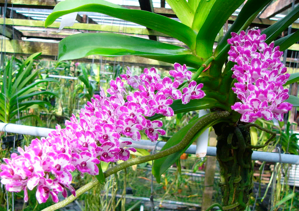 Як правильно вирощувати орхідеї з Вєтнаму