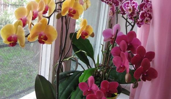 Як посадити орхідею: поради новачкам