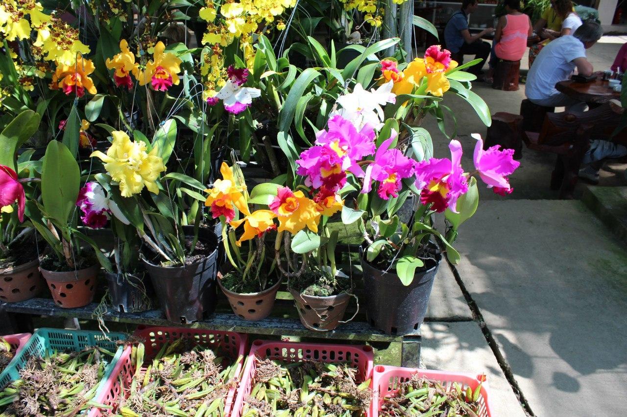 Як правильно вирощувати орхідеї з Вєтнаму