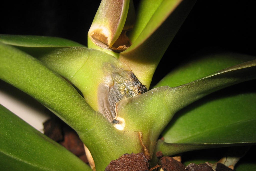 Як наростити коріння орхідеї над водою: ефективні поради