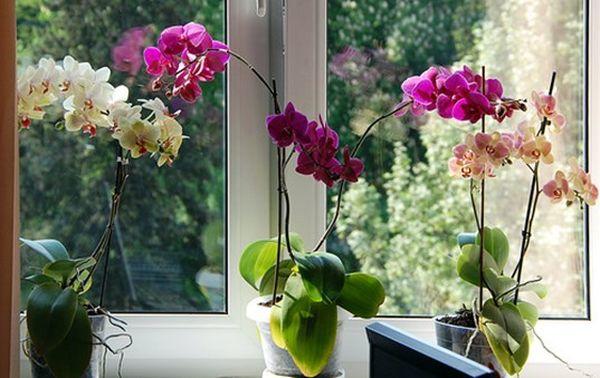 Як змусити кімнатну орхідею пишно цвісти