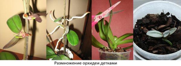 Як правильно розводити орхідеї в домашніх умовах