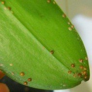 Щитівка на орхідеї: як побороти небезпечного шкідника