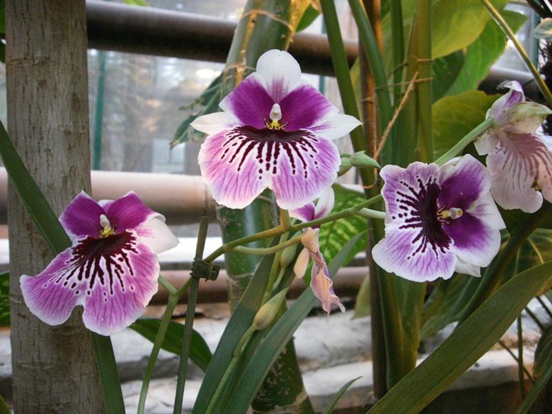 Скільки і як часто цвіте орхідея в домашніх умовах