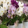 Що робити, якщо засихає орхідея: причини та реанімація
