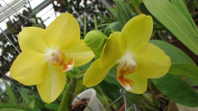 Ефективні поради по догляду за орхідеями для новачків