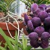 Як правильно виростити орхідею з китайських насіння