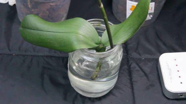 Як реанімувати і врятувати орхідею без коріння