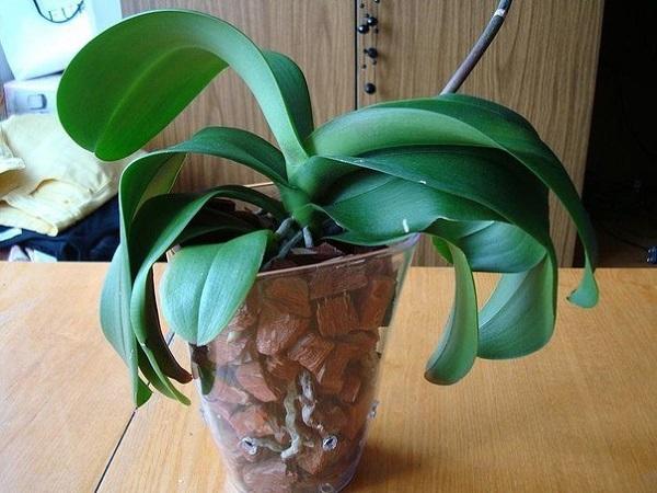 Як посадити орхідею: поради новачкам