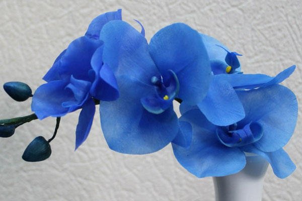 Скільки і як часто цвіте орхідея в домашніх умовах