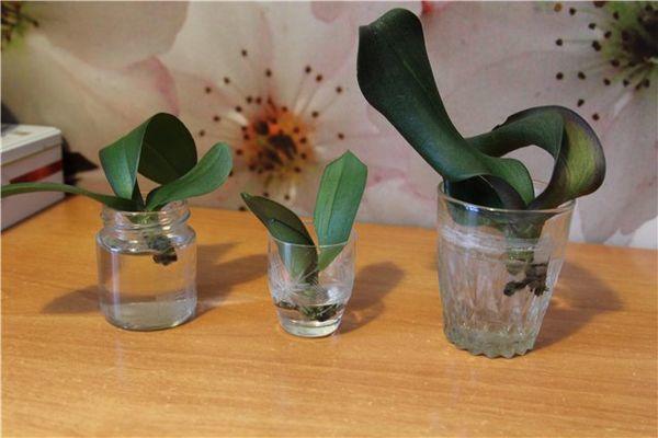 Як реанімувати і врятувати орхідею без коріння