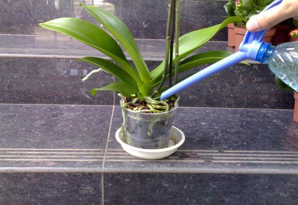 Як поливати і обприскувати орхідею під час цвітіння