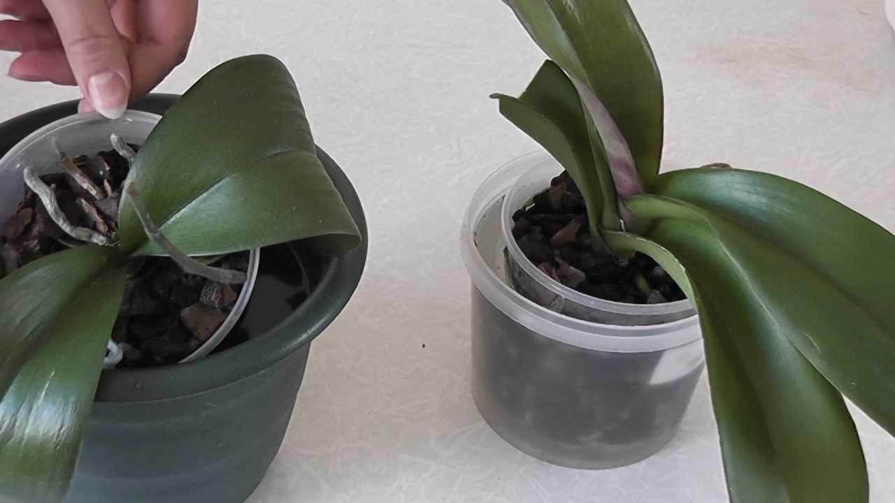 Що робити, якщо у орхідеї опало все листя: інструкція з порятунку