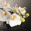 Як наростити коріння орхідеї над водою: ефективні поради