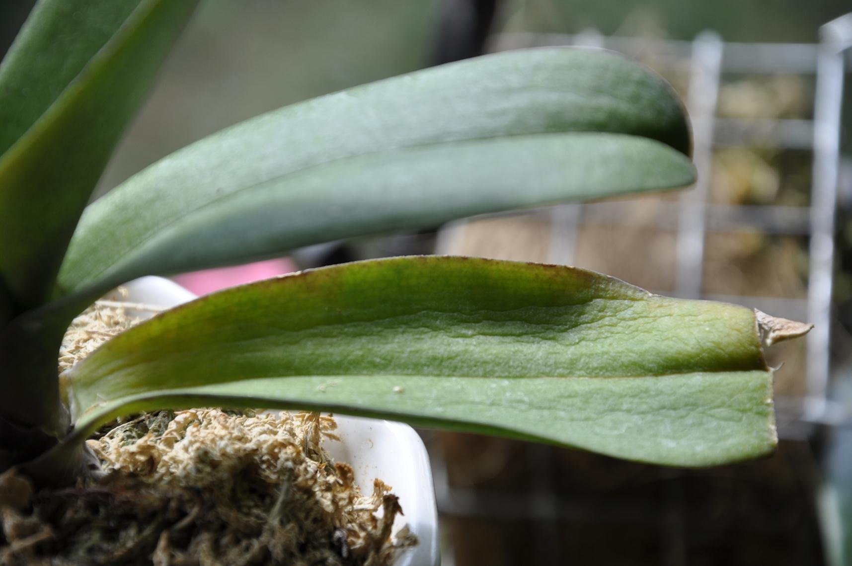 Що робити, якщо у орхідеї опало все листя: інструкція з порятунку