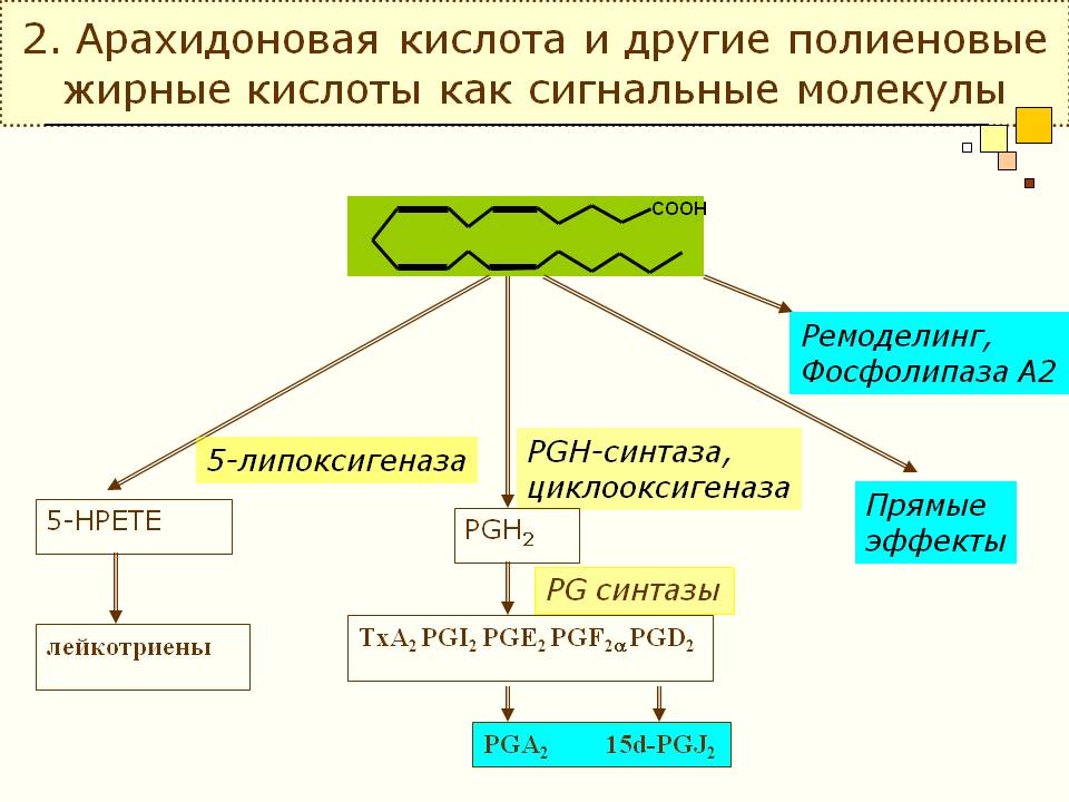 Про види корисних і шкідливих жирів для організму людини: жири тверді і рідкі