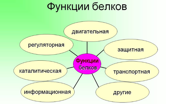Про тваринному білку для вегетаріанців і веганів: чим можна замінити, рецепти страв