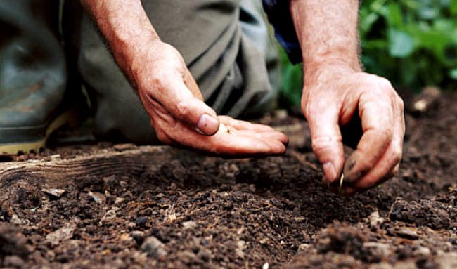 Шпинат — посадка, вирощування і догляд у відкритому грунті