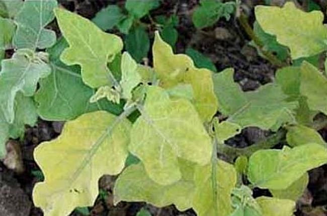 Чому жовтіє листя у баклажанів — що робити і чим лікувати (обробити)