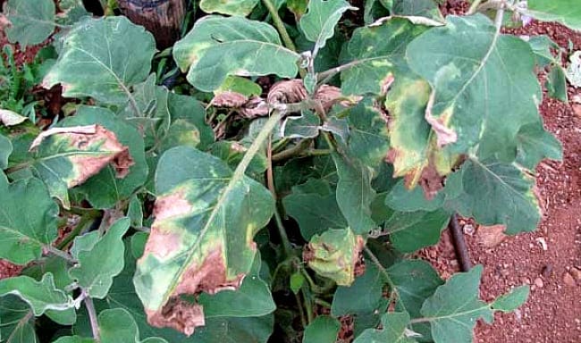 Чому жовтіє листя у баклажанів — що робити і чим лікувати (обробити)